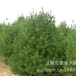 沐陽正德苗木 綠色生態的守望者與踐行者