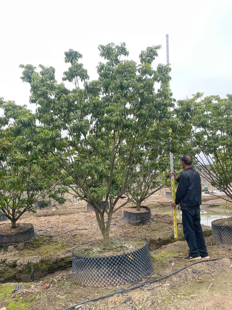 保定叢生黃蠟樹廠家哪家強？峻熙苗木種植技術實現產量提升30%、成活率升25%