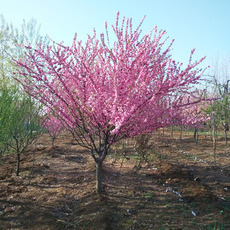 園林綠化樹木種植與養護指南 —— 以鄢陵縣永博花卉苗圃為例