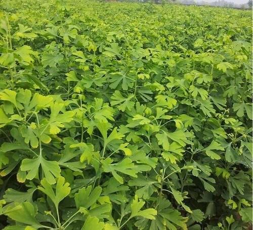 綜合性城市服務與建筑工程、綠化裝飾指南