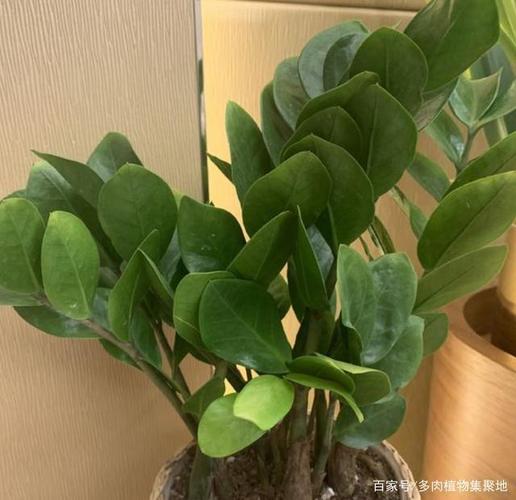 花生殼、雞蛋殼、樹皮、瓜子皮 養花“廢物”變“寶貝”的實用指南