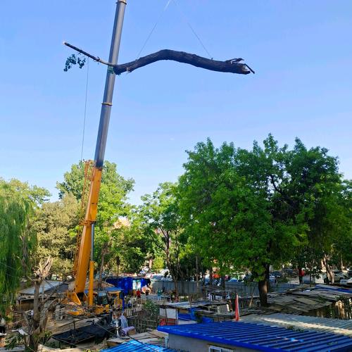 庭院綠化全攻略 從草坪鋪植到古樹修復，打造四季花園