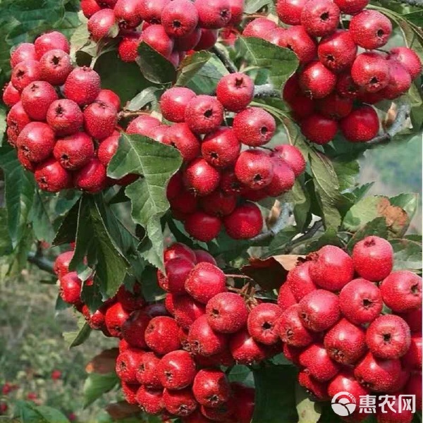 帶花帶果盆栽山楂 矮化南北方耐寒種植，甜紅子盆景養護全指南