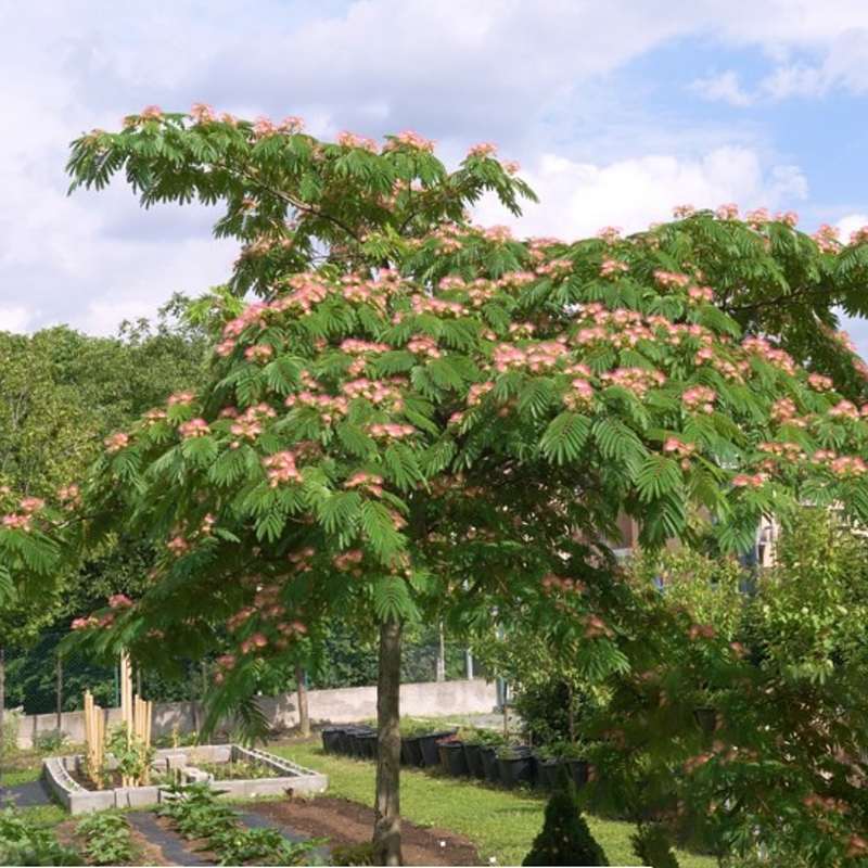 合歡樹苗芙蓉樹苗絨花樹銀葉金合歡花樹苗樹木庭院南北方種植