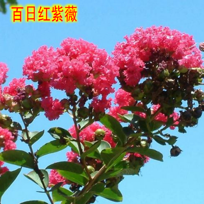 進口美國紅火箭紫薇花樹苗庭院綠化風景樹大型百日紅紫薇花苗耐寒