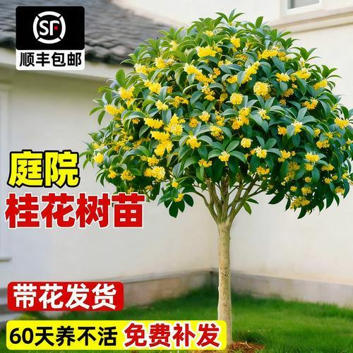 桂花樹苗大樹四季桂老樁庭院金桂八月桂室外種植別墅地栽花卉綠植