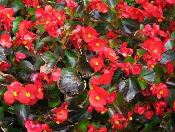520種常見園林花卉樹木第75期 花卉樹木種植指南