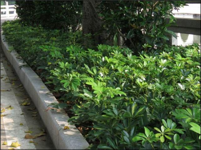 陽光不足也能花開滿園 這些耐陰花卉綠植讓你家角落生機勃勃