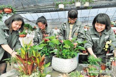花卉工證報考全指南 時間、流程與樹木種植核心要點解析