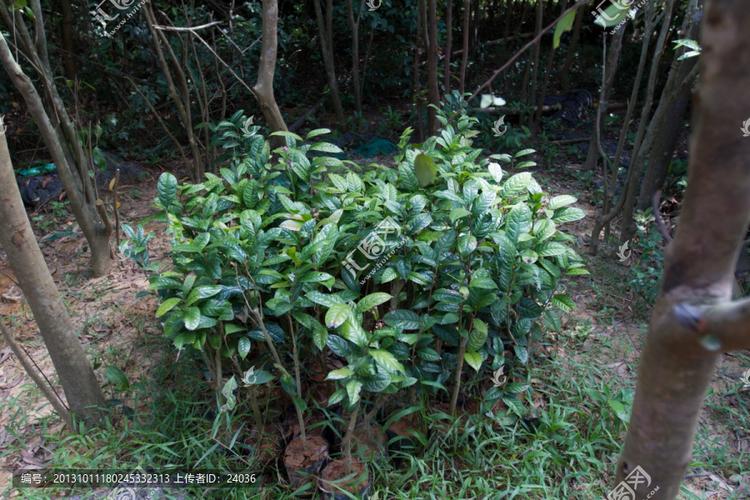 金花茶種植基地 防城港的金色傳奇與花卉樹木種植藝術