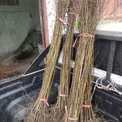 庭院花卉界的常勝將軍 揭秘花卉樹木種植的成功之道